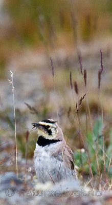 BB 11 0316 / Eremophila alpestris / Fjellerke